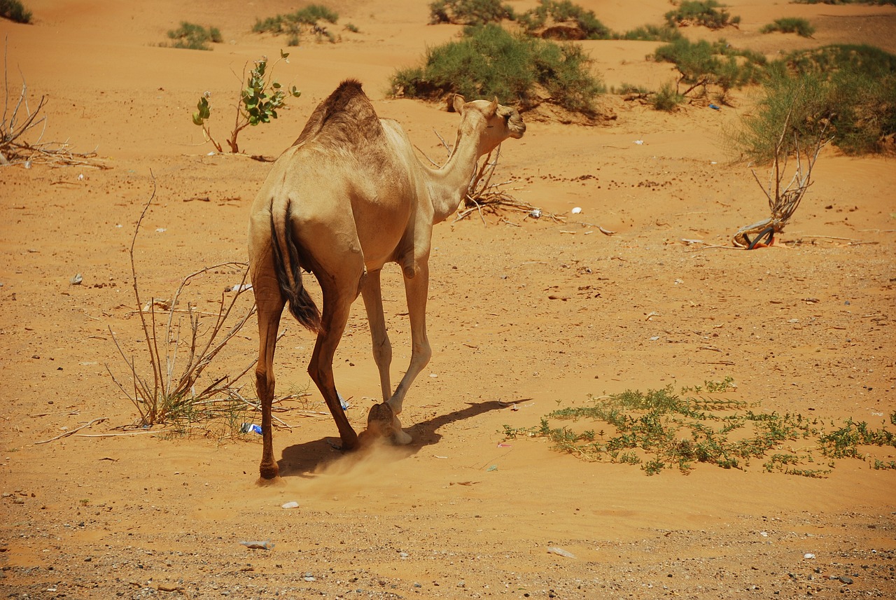 Ras Al-Khaimah Adventure 3 Days